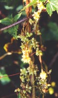 Greater dodder