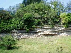 Lias Limestone exposure at Saltford