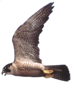 Peregrine falcon